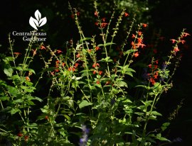 Red Salvia coccinea Central Texas Gardener