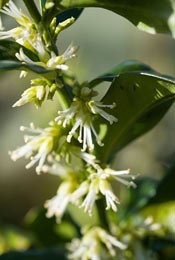 Sarcococca confusa