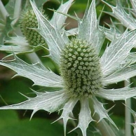 sea holly