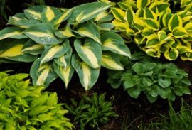 Shade Gardening