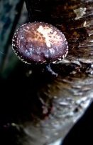 shiitake birch log