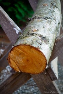 shiitake log