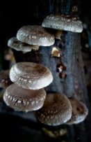 shiitake oak log