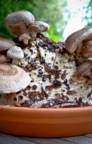 shiitake on sawdust