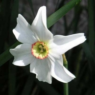single narcissus flower