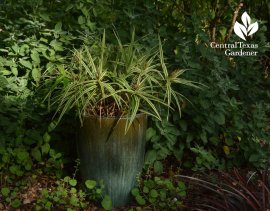 Sparkler sedge in container Central Texas Gardener