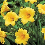 stella de oro daylily