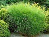 Grass for Landscaping