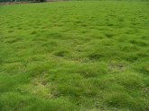 Lawn Grass Turf