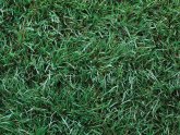 Which is the best Artificial Grass?