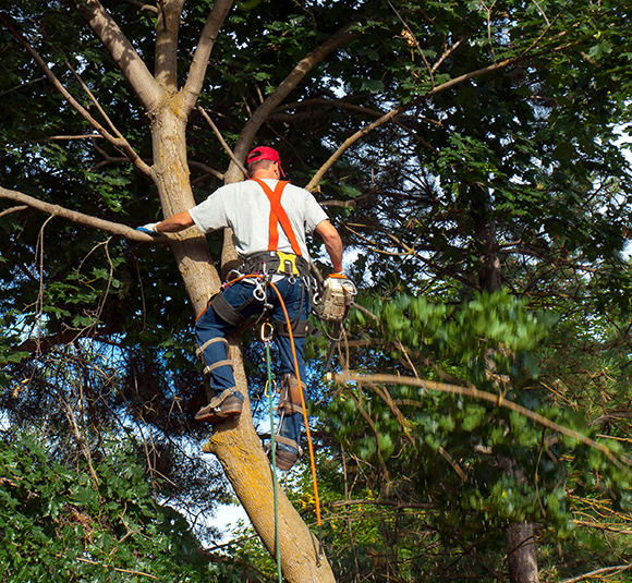 The Benefits of Tree Trimming