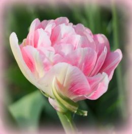 tulip_foxtrot_-_by_retired_electrician_-_wikimedia_commons_white-pink_double_late_tulip_2015_01_half_width.jpg