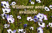 Wildflowers